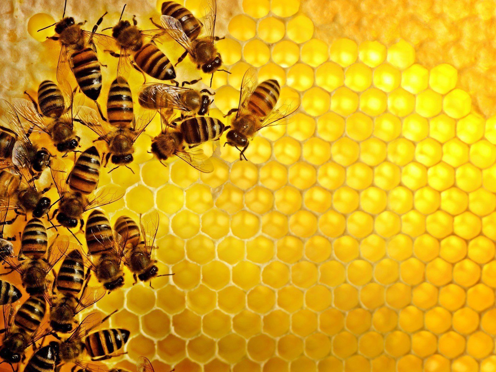 bijen honing gezond